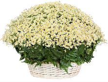 Цветочная композиция из Ромашки в корзине #REPLACE_PRED# Станционно-Ояшинском